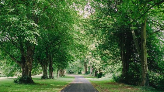 Lime tree lined avenue approaching Saltcote